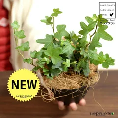 【お試し】 アイビー（ダックフット） 4号 プラスチック鉢 黒色 【ココファイバー】黒 ブラック アヒル あひる 家鴨 ダック フ