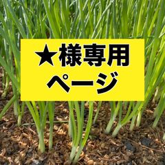 ★様専用ページ‼️玉ねぎ苗