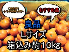 良品　箱込み約10kg　Ｌサイズ