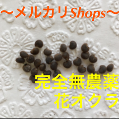 完全無農薬栽培 花オクラの種 野菜の種