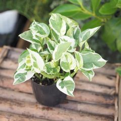 ポトス【エンジョイ】　斑入りのかわいいポトスです。　観葉植物　モンステラ