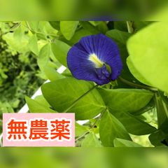 バタフライピー　無農薬　種　40粒