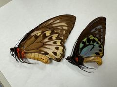 蝶の標本★マライタ島産アオメガネペアNo.1