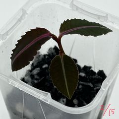 ラビシア　Labisia sp. “Padang” Sumatra barat 【TB】