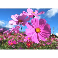 絵画風 壁紙ポスター (はがせるシール式) コスモス 秋桜 アキザクラ ピンク オレンジ 青空 花畑 フラワー キャラクロ FCMS-004A1 (A1版 830mm×585mm) ＜日本製＞ ウォールステッカー お風呂ポスター