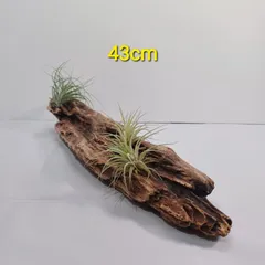 流木　43cm　(C-44)