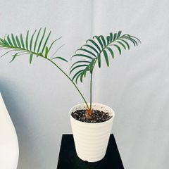 現品］【希少】1番 サイカス タイシルバー 実生 蘇轍 観葉植物