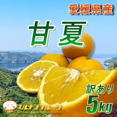 鹿児島特産品）訳あり熟成サワーポメロ 5L+小玉 箱満杯詰 いちき串木野