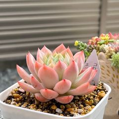 多肉植物 ☘️ コロラータ×エレガンス 抜き苗