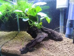 360．流木付き水草 アヌビアスナナ 南米ウィローモス
