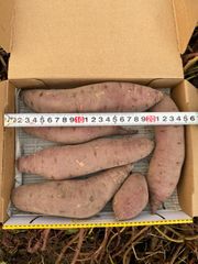 無農薬　さつまいも　べにはるか