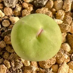 2024年最新】conophytum pageaeの人気アイテム - メルカリ