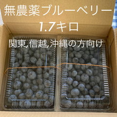 関東、信越、沖縄の方用　無農薬ブルーベリー1.7キロ