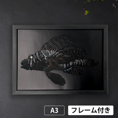ミノカサゴ ブラックエディション　1800年代　毒物の自然史の図版（フランス）から　特殊加工アートポスターA3【フレーム付】《IN》