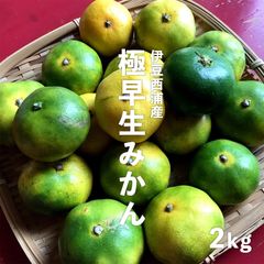 発送開始！極早生みかん　伊豆西浦産　2kg ベジ八セレクト