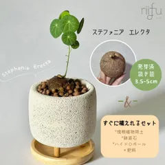 〚 ステファニア　エレクタ 1株 + 栽培セット 〛Stephania Erecta 3.5-5cm. 抜き苗 発芽済のサムネイル