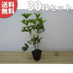 苗/苗木 【30本セット】 シキザキモクセイ 樹高0.25m前後 10.5cmポット 四季咲きモクセイ 春・秋で花を楽しめる 優しい香りが特徴 苗木 苗 植木 庭木 生け垣 kb 30本 30