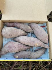 無農薬　さつまいも　べにはるか