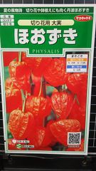 ほおずき 大実 ホウズキ 種 ３袋セット
