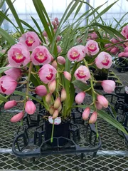 2026年最新】シンビジューム 萌香の人気アイテム - メルカリ