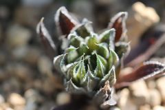 綾錦　カキコ　斑なし