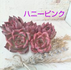 No.11　ハニーピンク　大特価☆