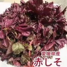 赤しそ（枝付き）　1ｋｇ