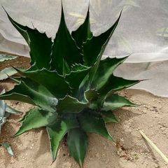 アガベ　サルミアナ　フェロックス　グリーンコブレット　特大株　直径55㎝　AGAVE