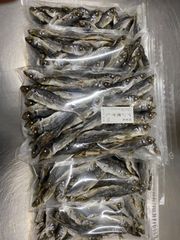 国産　鯵煮干し　3kg