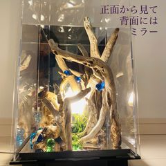 戯れに恋はすまじ　LED　流木アート　インテリアBOX T01　流木らいと