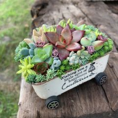 多肉植物寄せ植えそのまま飾れるちま寄せ花車