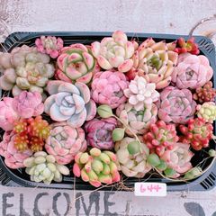 多肉植物 寄せ植えset♡644