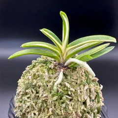 富貴蘭　花物、覆輪、縞、紅花、大株立ちコルク原木着生 2025年最新】富貴蘭 紅の人気アイテム - メルカリ