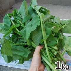 予約　天然山菜　ヨブスマソウ１ｋｇ（大小バラ詰め）