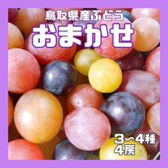 【クール便】おまかせ 4房 ぶどう 葡萄 ぶどう 糖度高め 贈答 進物 高妻