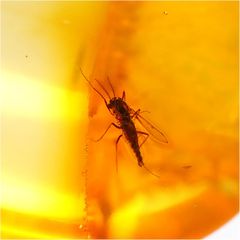 [N2 stone Natural] 天然化石 虫入り琥珀 (アンバー/Baltic Amber with Insect) / 標本 | (4 | "一点物" [琥珀: 約0.6g, 13x12x5.4mm | 虫: 約2mm])