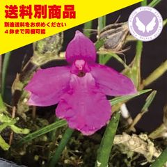 洋蘭 Neolauchea pulchella