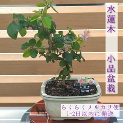 2025年最新】スイレンボクの人気アイテム - メルカリ