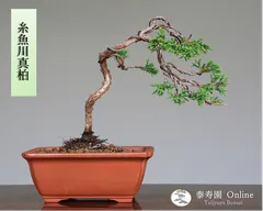 2024年最新】盆栽真柏の人気アイテム - メルカリ