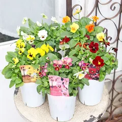 2025年最新】花苗の人気アイテム - メルカリ