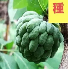 レッドアテス】赤釈迦頭6年生苗バンレイシ科（25cmロングポットで