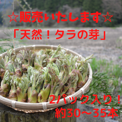 天然タラの芽　ミックスサイズ
