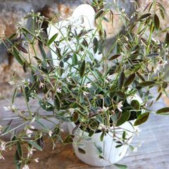 ユーフォルビア ブレスレスブラッシュ 3〜3.5号ポット苗 【3株販売】 寄せ植え 鉢植え 花壇 お洒落 可愛い 春の花 夏の花 秋の花 花 苗 初心者 カラーリーフ 希少