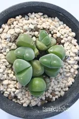 無比玉 2頭 ギバエウム Mサイズ5.5ｃｍポット gibbaeum disper 多肉植物 多肉永遠