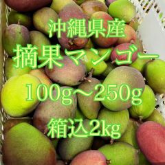 沖縄県産　摘果マンゴー　箱込2kg