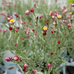 ドライフラワー☆プロテアナナ&ユーカリニッコリ大型リース