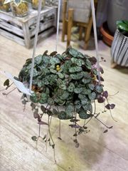 ハートカズラ　５号　吊り鉢　ネガミエル　Air　ツル性　ハンギング　可愛い　ピンク　インテリア　グリーン　観葉植物