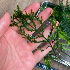 ボルビティスspギニア　コンパクトタイプ大株 昔も今も、求めてるのは“コンパクト” – GRASSY AQUA