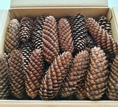 松ぼっくり(100個) ドイツトウヒ ★訳あり★  ハンドメイド 工作 キャンプ 着火剤