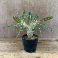 パキポディウム　ホロンベンセ Pachypodium horombense 現品 観葉植物 観葉 植物 珍奇植物 珍奇 珍しい レア 希少 塊根植物 塊根 コーデックス おうち時間 プレゼント おすすめ おしゃれ かっこいい グリーン